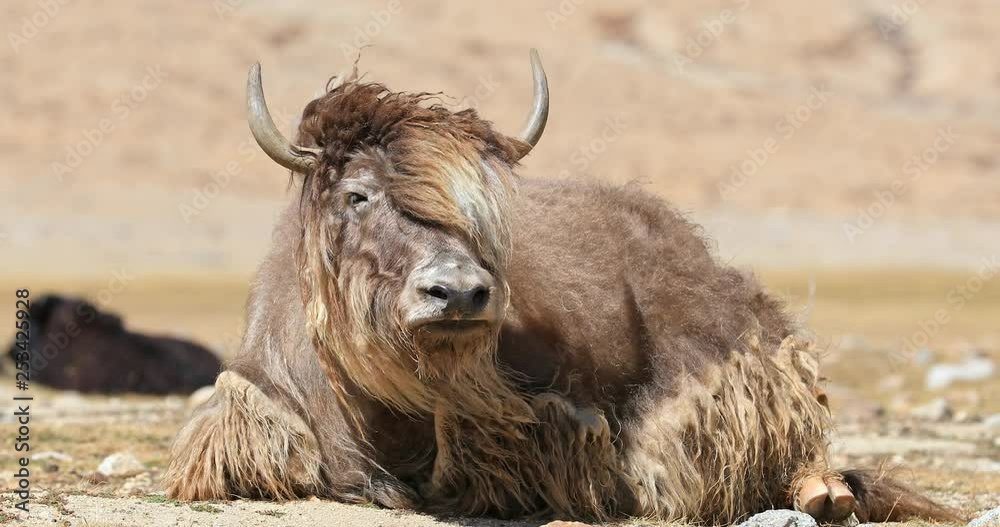 Face of yak close up portrait in Himalaya highland pasture, Ladakh, northern India Face of yak close up portrait in Himalaya highland pasture, Ladakh, northern India