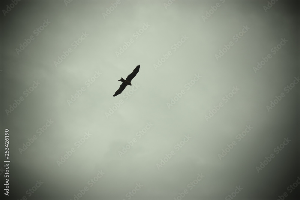 airplane in the sky airplane in the sky