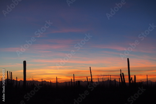 Saguaro cacti, Carnegiea gigantea, silhouetted against the sunset sky in Saguaro National Park near Tucson, Arizona.