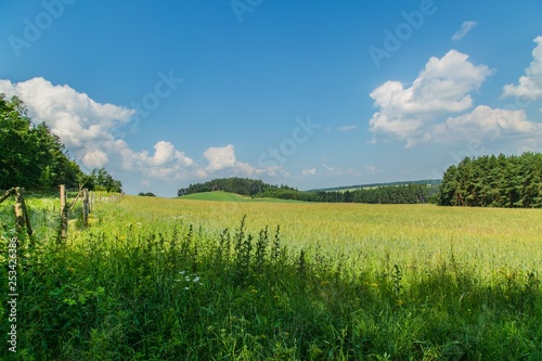 Rural countryside with a cereal field, weeds, grass, flowers, nettle, hill with trees, sunny summer day, blue sky with white clouds