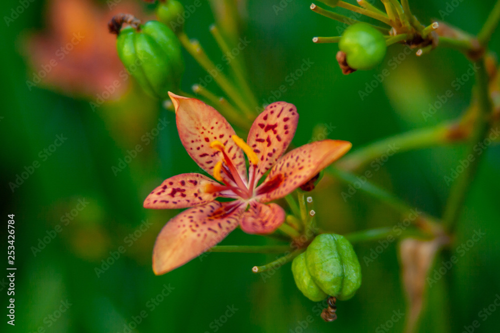 macro photo from a exotic orange bloom macro photo from a exotic orange bloom