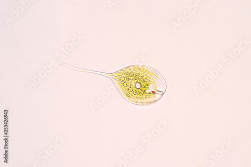 Fotografie Phacus is a unicellular of the phylum Euglenozoa under the microscope