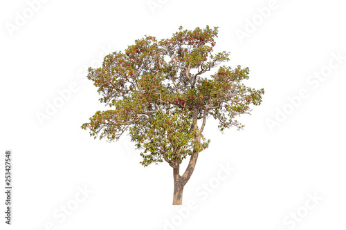 Isolated single colorful tree with clipping path on white background