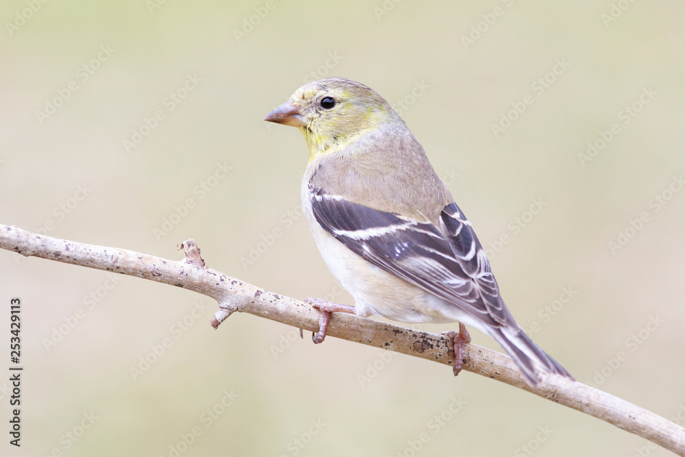 Spinus psaltria outside backyard home feeder