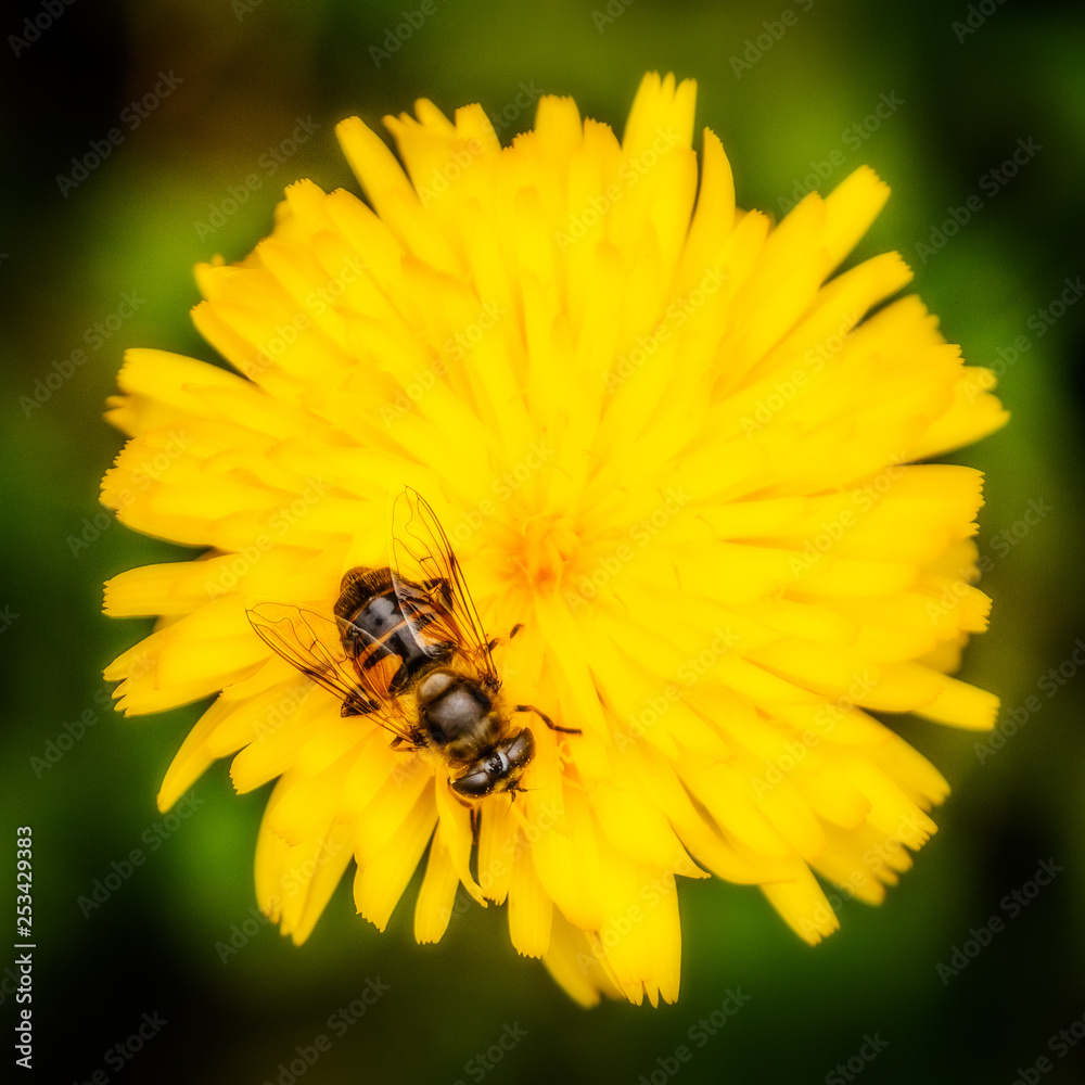 bee on flower bee on flower