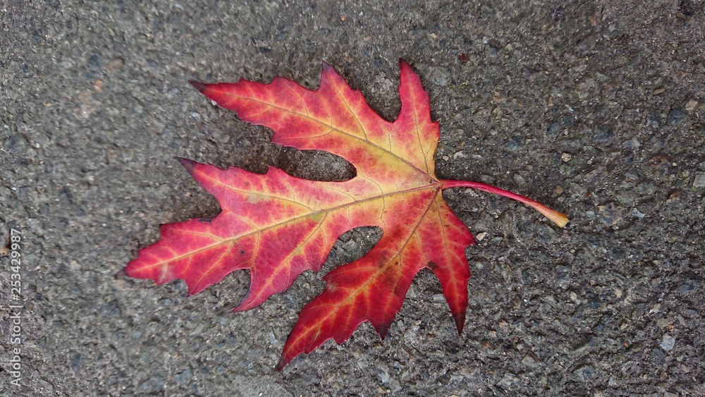 red leaf on the ground