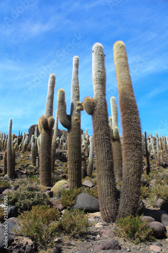 Cactus en Bolivia