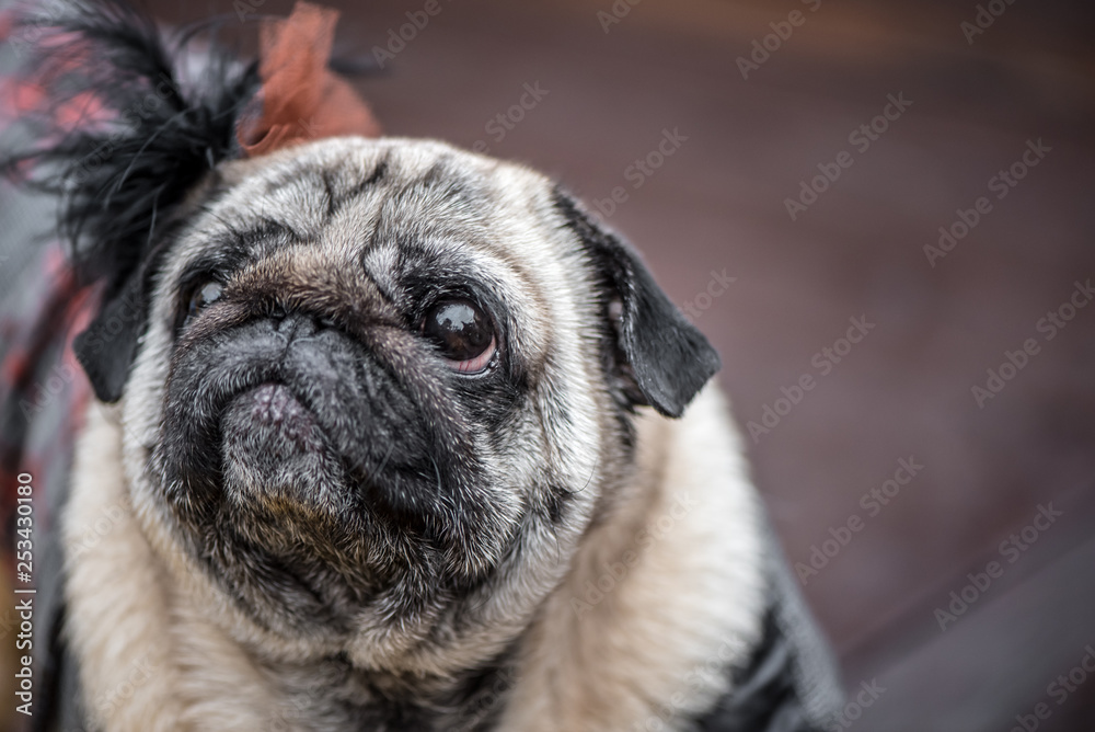 Pug in small black dress