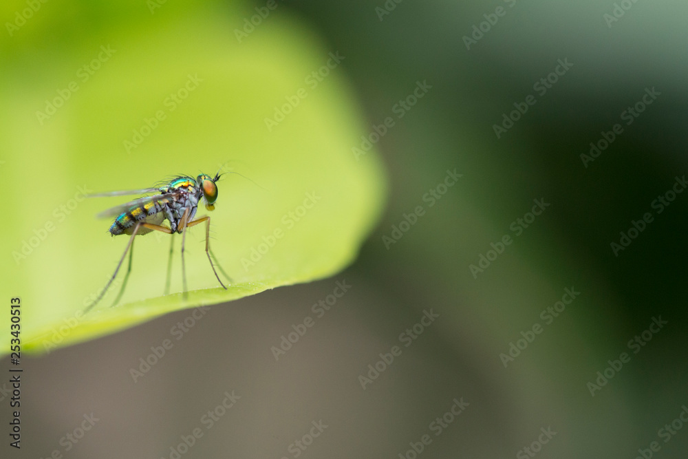 Naklejka premium An Asilidae or robber fly, also called assassin flies is a powerful and aggressive insect