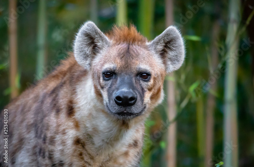 hyena face photo