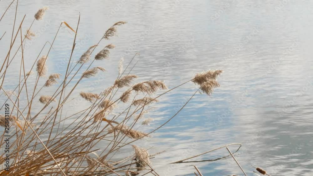 Spring. swamp tall grass swaying in the wind. Spring. swamp tall grass swaying in the wind.