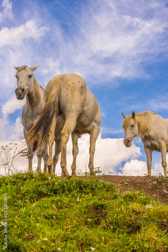 Obraz premium Alpe di Siusi, Seiser Alm with Sassolungo Langkofel Dolomite, a white horse standing on top of a lush green field