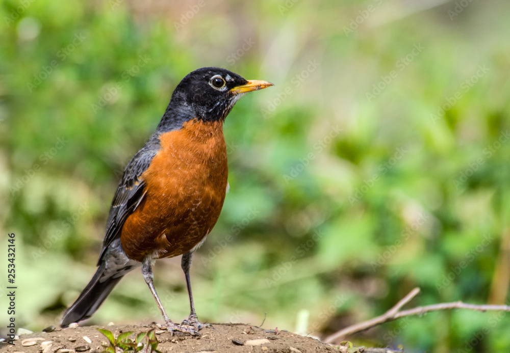 Male American robin standing with green open space Male American robin standing with green open space