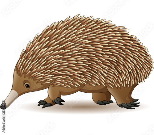 Illustration of Echidna isolated on white background