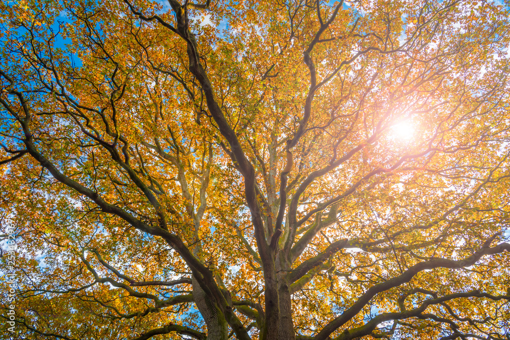 Fototapeta premium New Forest trees in autumn