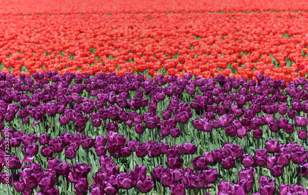 Field of beautiful colorful tulips