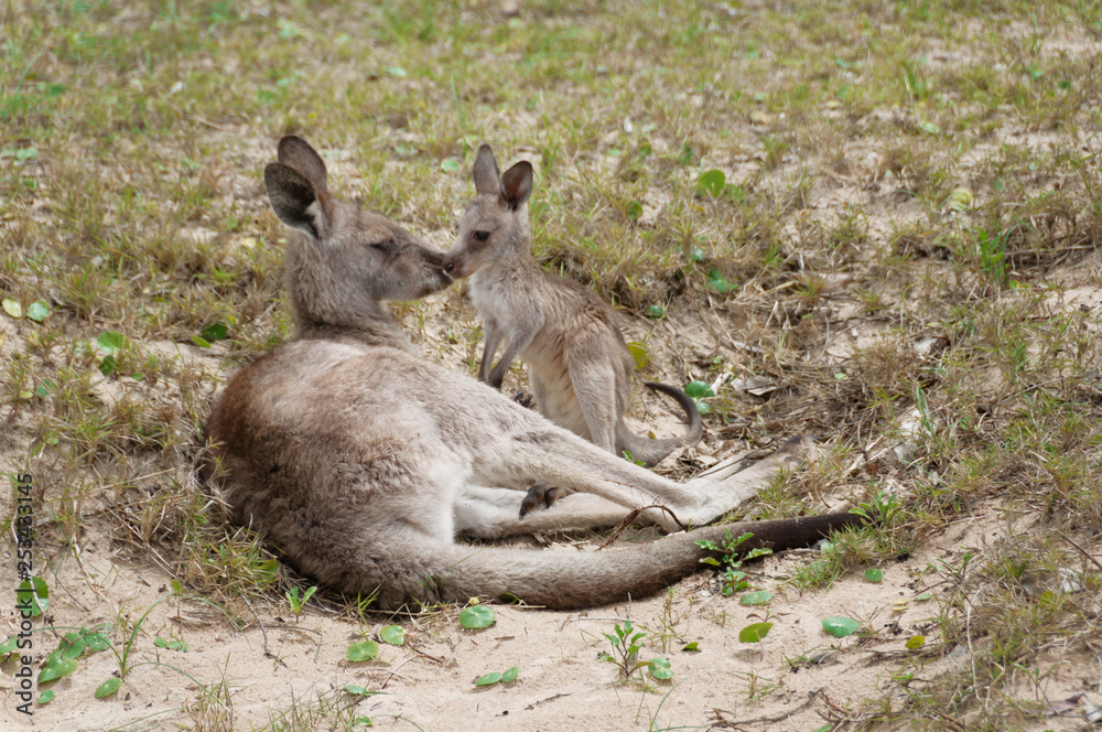 Kangaroo with joey kangaroo relaxing in the wild