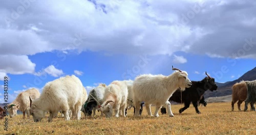 Kashmir goats or Cashmere pashmina livestock domestic animals graze on outdoor pasture in north India. Traditional agriculture in Himalaya mountains region photo