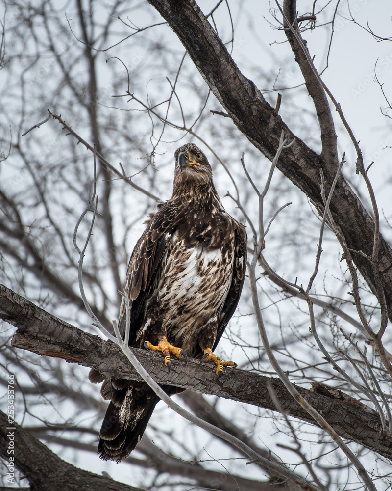 Juvenile bald eagle perched on a tree branch