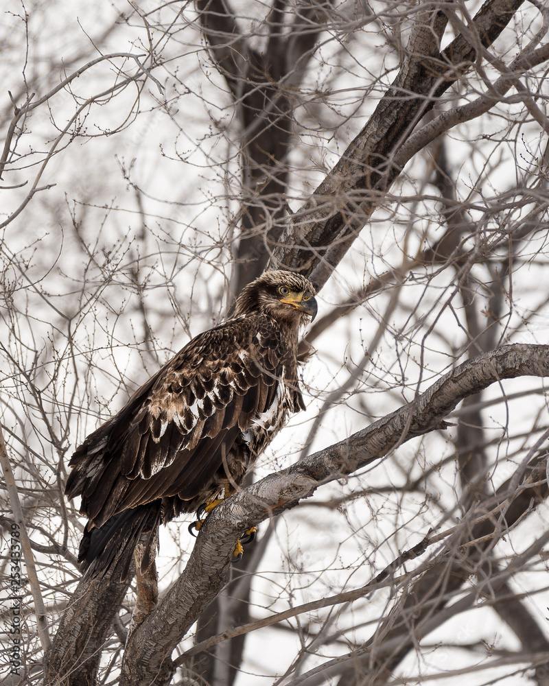Profile bald eagle perched in a tree