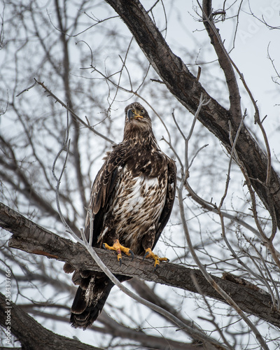 Obraz na płótnie Juvenile bald eagle perched on a tree branch w salonie