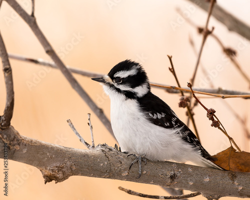 Downy Woodpecker perched on a tree branch