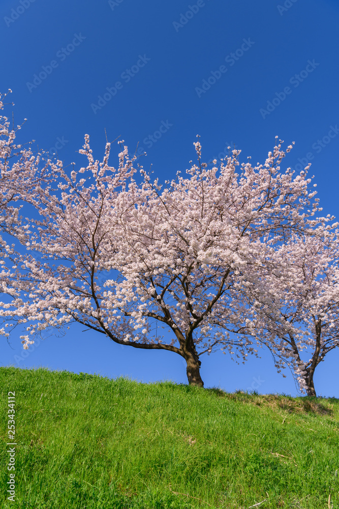 桜