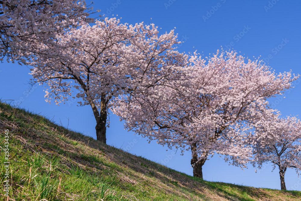 桜 桜