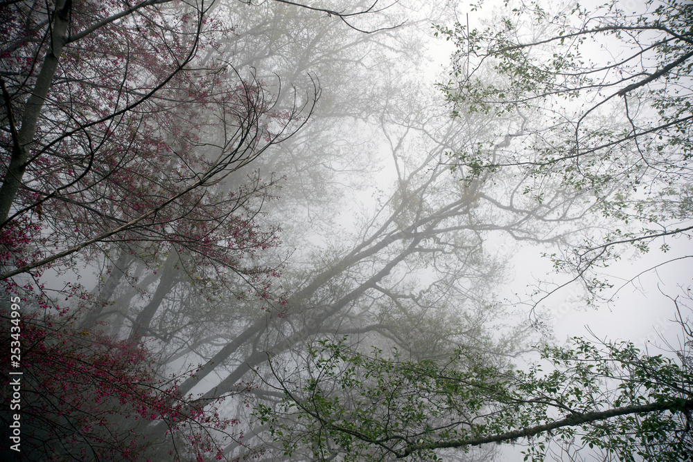 Obraz premium Foggy forest road in Hsinchu, Taiwan