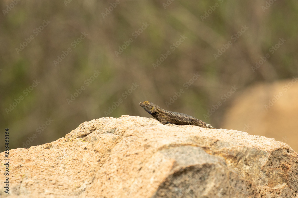 Western Fence Lizard - Sceloporus Occidentalis 7 Western Fence Lizard - Sceloporus Occidentalis 7