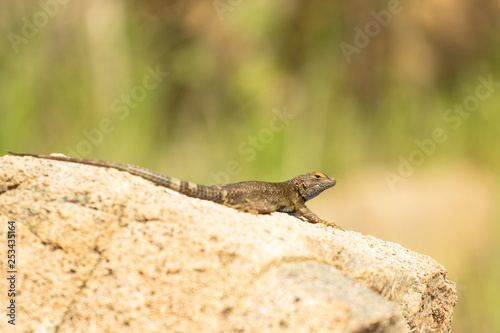 Western Fence Lizard - Sceloporus Occidentalis 5 © Pol