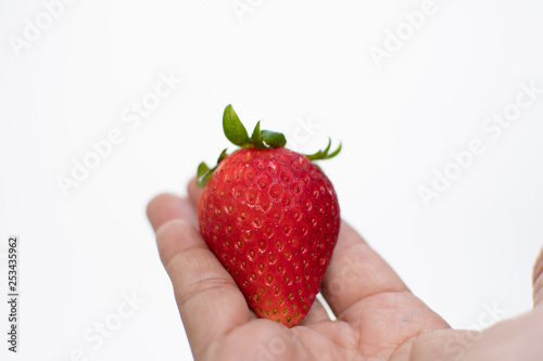 hand holding fresh strawberry on white background