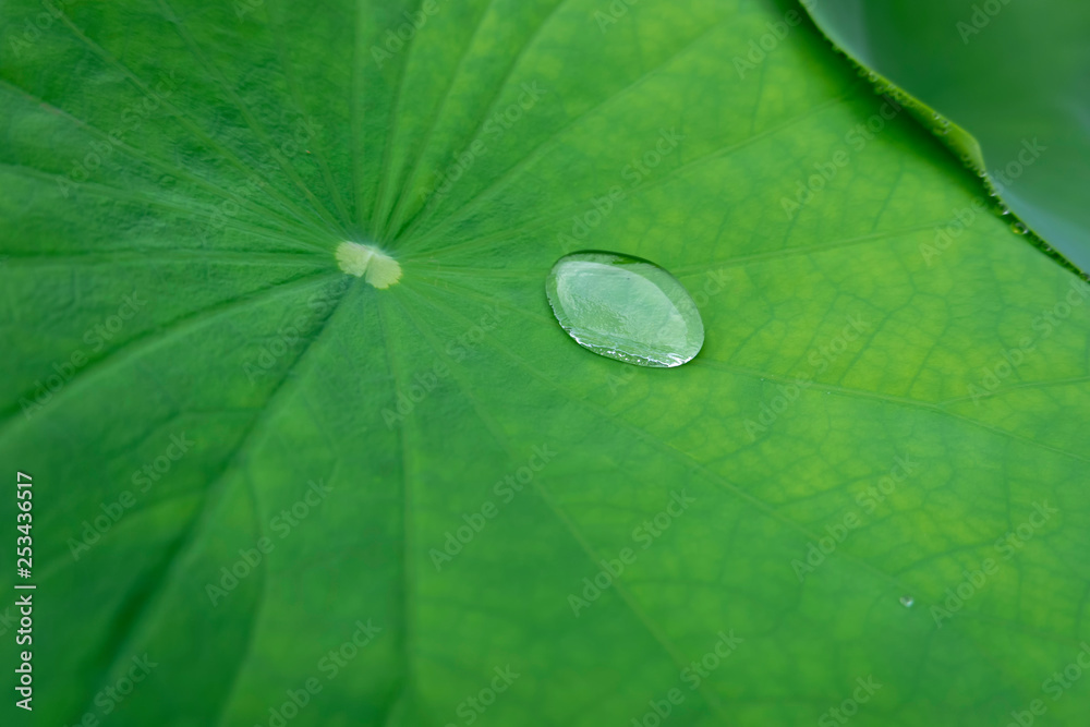 lotus leaf lotus leaf