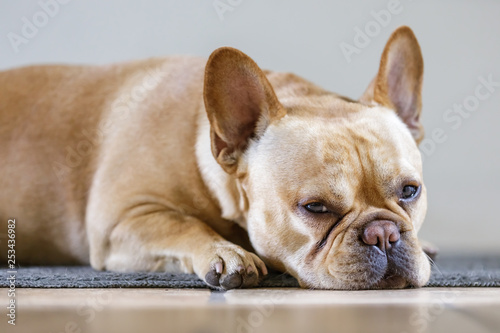 Young Male French Bulldog Lying Down and Falling Asleep. Frenchie barely keeping his eyes open on a carpeted floor. © Yuval Helfman