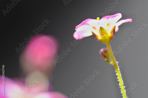 aipine plant saxifraga flower