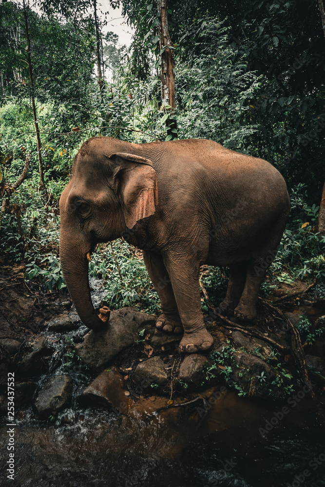 Fototapeta premium elephant in jungle