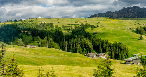 Alpe di Siusi, Seiser Alm with Sassolungo Langkofel Dolomite, a herd of cattle grazing on a lush green field © SkandaRamana