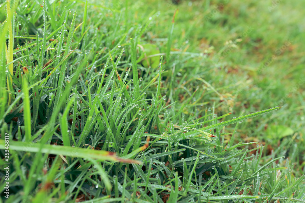 water dew drop on green grass garden water dew drop on green grass garden
