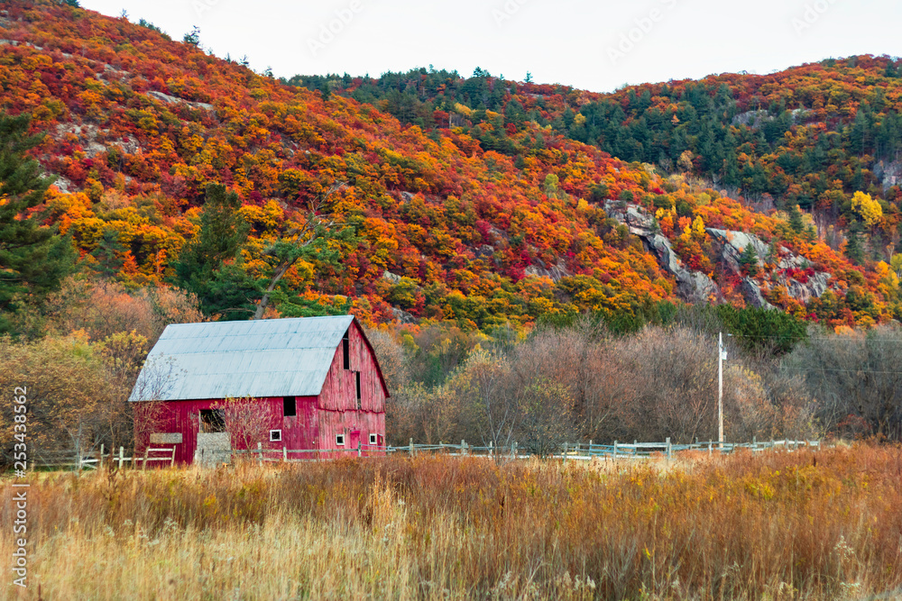 Fototapeta premium Gatineau Park forest in fall 