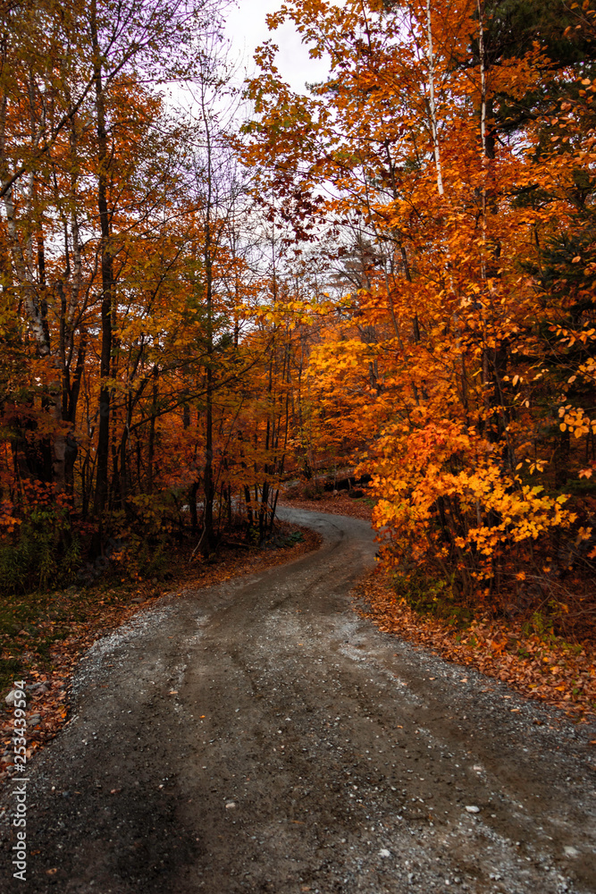 Fototapeta premium Gatineau Park forest in fall