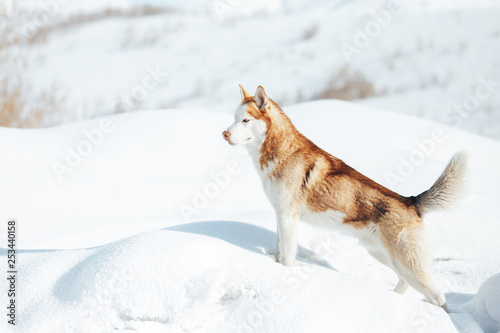 Husky dog. Wild Beauty siberiab husky dog portrait. Winter background