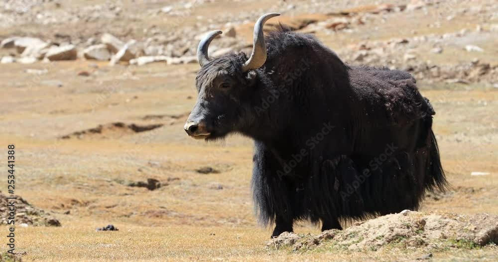 Beautiful male yak with big horns and black fur stands on mountain hill slope of Himalaya range in Ladakh, northern India. Amazing portrait of wild animal Beautiful male yak with big horns and black fur stands on mountain hill slope of Himalaya range in Ladakh, northern India. Amazing portrait of wild animal