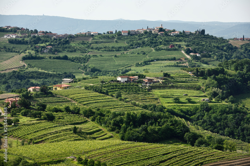 View of hilltop Saint Nicholas church in Gornje Cerovo and rows of grapes in vineyards of Goriska Hills from Smartno Brda Slovenia