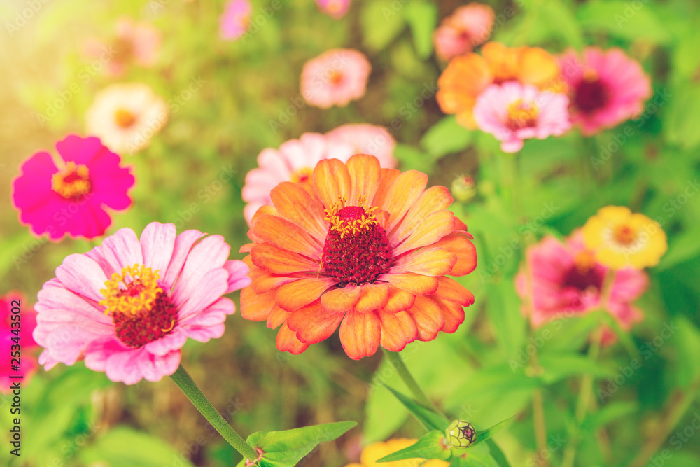 Zinnia flower Zinnia violacea Cav is a flowering plant leaves, orange, red, pink, single flowers bloom with a beautiful sunrise in the morning Zinnia flower Zinnia violacea Cav is a flowering plant leaves, orange, red, pink, single flowers bloom with a beautiful sunrise in the morning