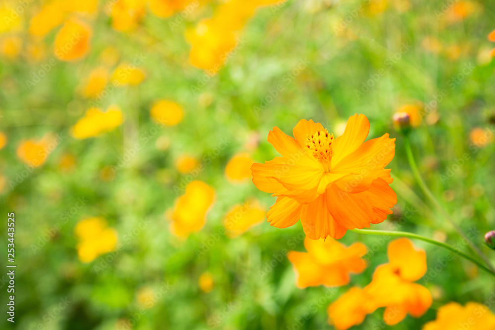 Yellow Flower is blooming beautiful flora in floral, field with sunrise in the morning Yellow Flower is blooming beautiful flora in floral, field with sunrise in the morning