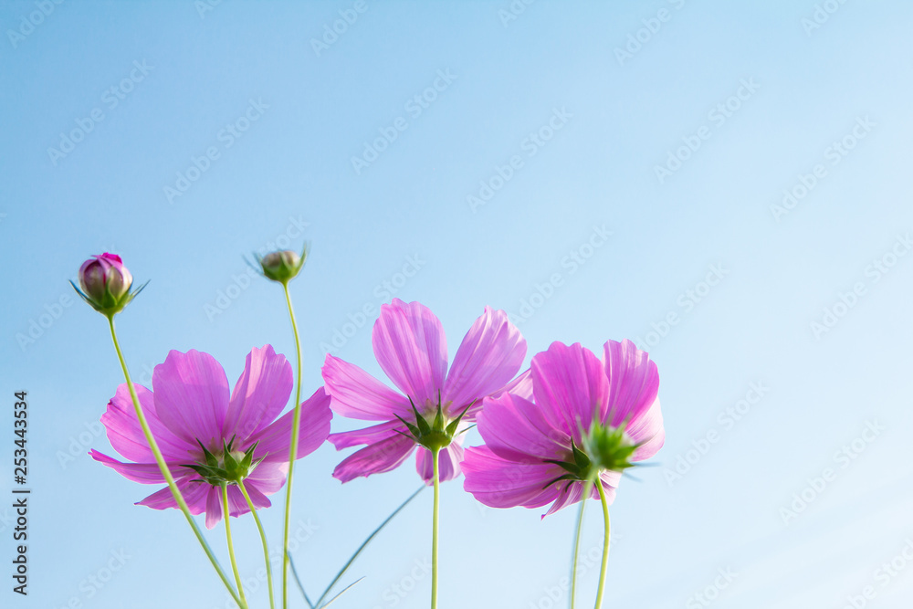 Purple of Cosmos Flower is blooming beautiful flora in floral, field in the morning on sky nature backdrop Purple of Cosmos Flower is blooming beautiful flora in floral, field in the morning on sky nature backdrop