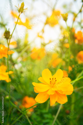 Yellow Flower is blooming beautiful flora in floral, field with sunrise in the morning