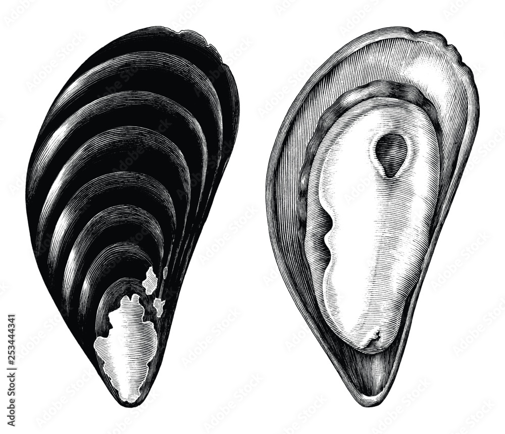 Antique engraving illustration of mussels black and white clip art