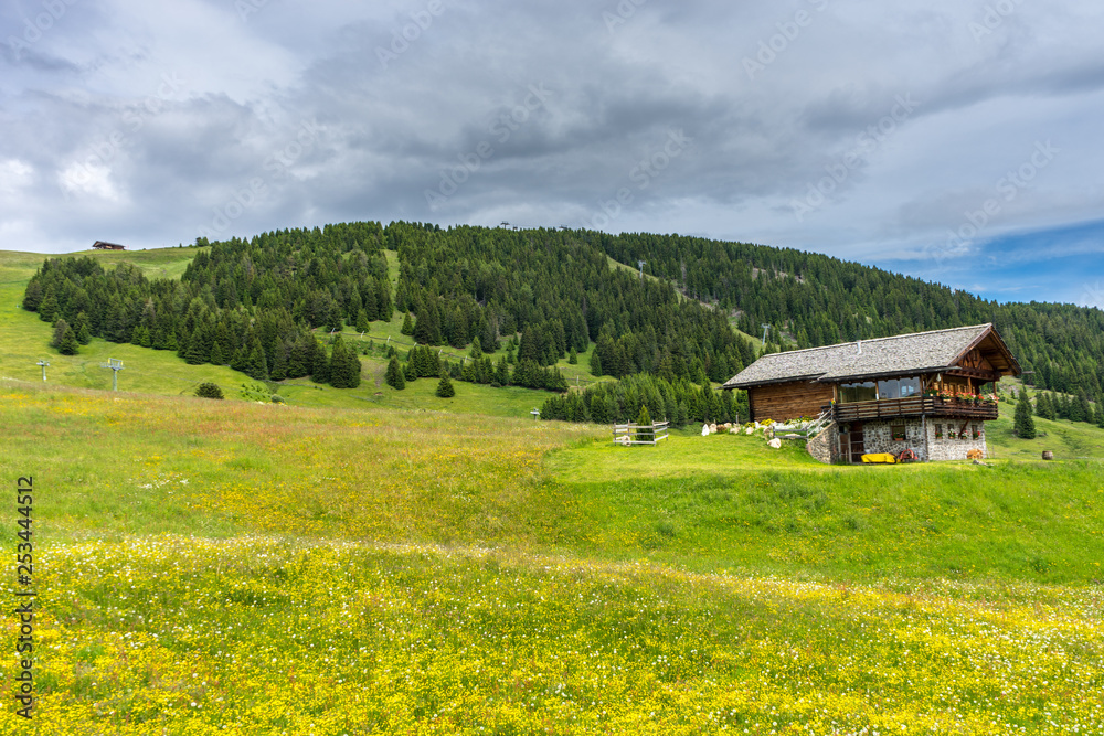 Alpe di Siusi, Seiser Alm with Sassolungo Langkofel Dolomite, a close up of a lush green field Alpe di Siusi, Seiser Alm with Sassolungo Langkofel Dolomite, a close up of a lush green field