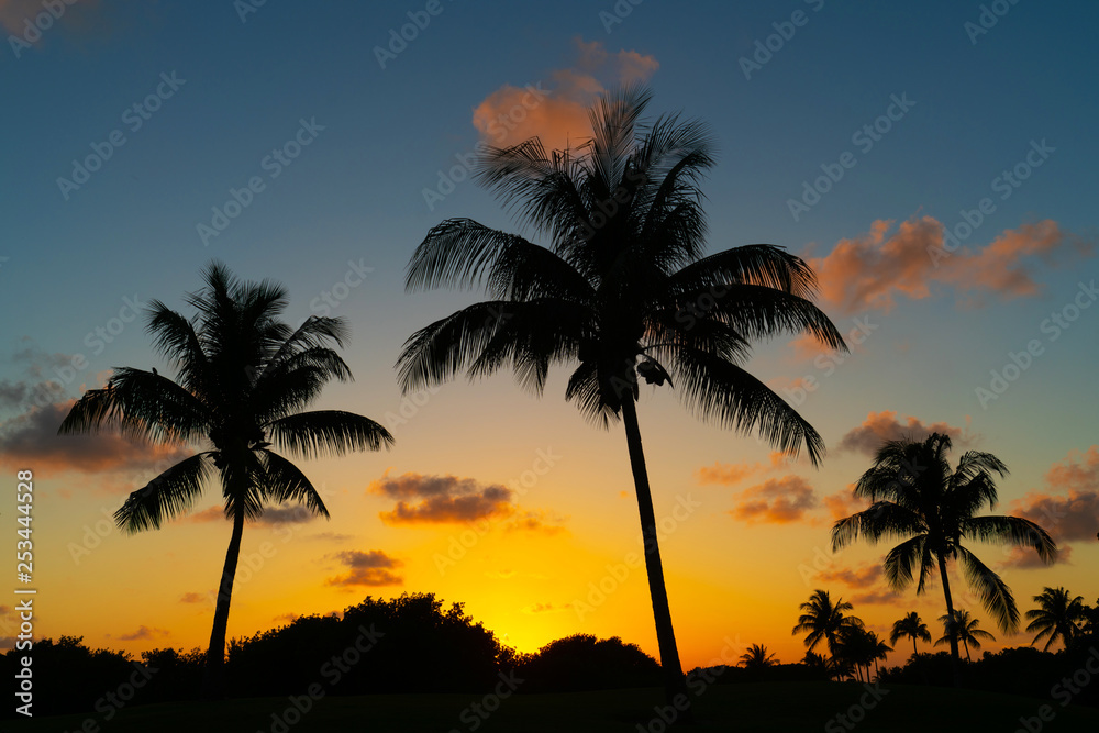 tropical landscape of coconut trees silhouette during sunset